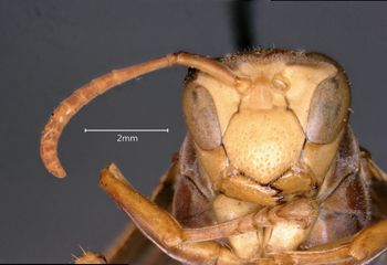 Media type: image;   Entomology 33141 Aspect: head frontal view